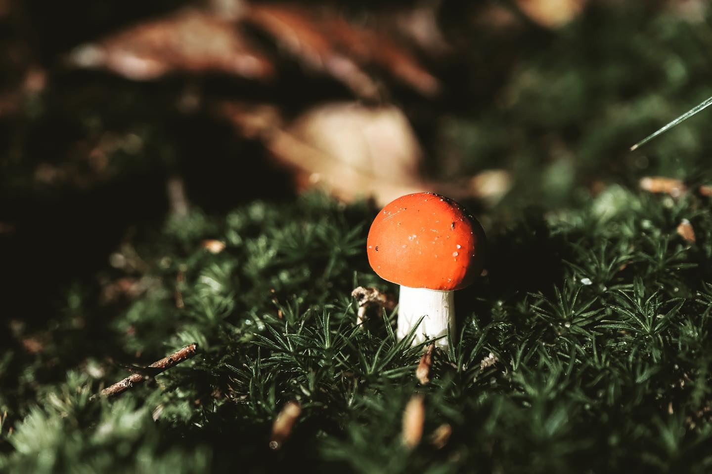 buy Mushrooms online UK near me