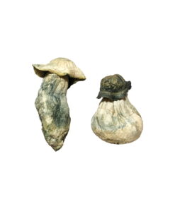 Alternative view of Featured Special ‘Oz’ Magic Mushrooms (28 grams)