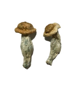 Alternative view of Featured Special ‘Half Oz’ Magic Mushrooms (14 grams)