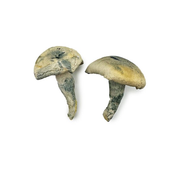 Buy Albino Thai Lipa Yai Magic Mushrooms