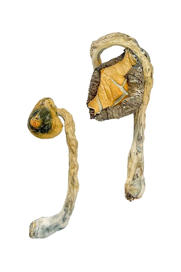 buy Panama Magic Mushrooms