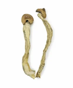 Alternative view of Penis Envy 7 Magic Mushrooms