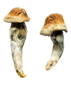 Buy Penis Envy XL Magic Mushrooms
